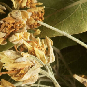 Tisane Dammann – Tilleul, infusion florale et apaisante aux notes boisées