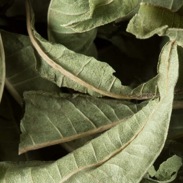 Tisane Dammann – Verveine, infusion apaisante au goût citronné et fruité